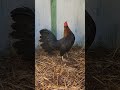 gggsbhennie gallino california gallofino rooster gamefowl gamefowlbreeder mexico chicken