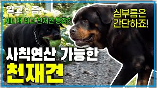 심부름도 척척! 사칙연산도 척척? 사람이 강아지 탈을 쓴 듯한 천재견 코리┃세상에 나쁜 개는 없다┃알고e즘