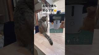 自動ご飯マシーンをゲットしました　#shorts #猫 #cat