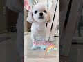 【なんだか】ボーっとしてる❣️チワマルアッシュ！ shorts dog 犬 癒し