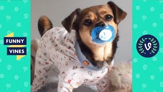 Funny Animals Compilation | Cute Pets, Dogs, Birds, Cats Videos