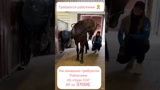 Требуются сотрудники на конюшню 🐎 #работа #shrots