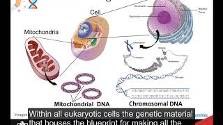 CH450 Chapter 1.1 - Cellular Foundations