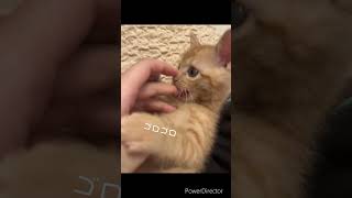 カミカミしながらゴロゴロが止まらない子猫　#猫 #shorts