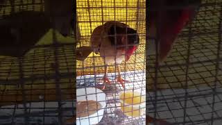 🐓😢கோழிக்கு நோய் வந்து 2வது நாள்|chicken deases|வெள்ளை கழிச்சல்|#shorts #siruvidai #chickenfarming