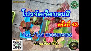 ❌ปิดทุกเซ็ตแล้วจ้า ขอบคุณค่ะ❌🌷 โปรจัดเซ็ตบอนสีครั้งที่ 43🌷  20 ก.พ. 66 สนใจ โทร / ไลน์ 0805194988