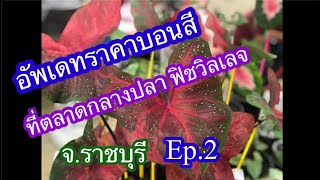 อัพเดทราคาบอนสี ที่ตลาดกลางปลา ฟิชวิลเลจ จังหวัดราชบุรี Ep.2