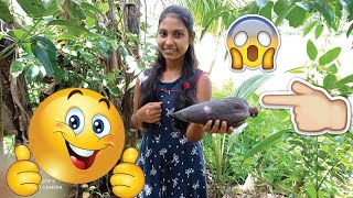 Banana flower special  Devil/Tempered Banana Blossom/ Banana flower special Recipes in Village girle