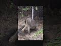 Rare Footage of Extinct Animals