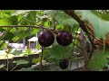 how to harvest ison muscadine vitis rotundifolia