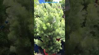 Christmas trees 🎄 #youtubeshorts #shortvideo #short