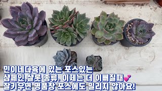 민이네다육에 있는 샴페인과 샬롯들 구경하시고 오래키우면 매혹의 창 만큼 예쁨을💕 감상할 수 있습니다/010-6863-0625/경기도 용인시 초인구 남사읍 천덕산로 285