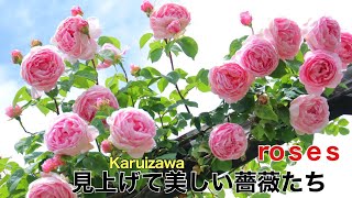 Karuizawa lake garden 軽井沢レイクガーデン3 見上げて美しい薔薇たち　roses