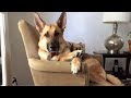 Ultimate Funny Cats and Dogs 😻🐶 Best Funniest Animal Videos Of The Week