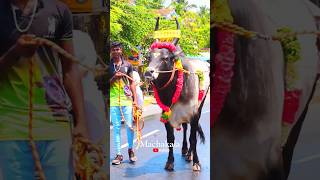 💥வரான் பார் வரான் பார் பேட்டகாலி 💫#jallikattu #shortsvideo #viralvideo