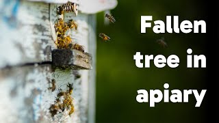 Huge Fallen Tree In My Apiary