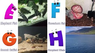 Sea Animals ABC Song | Sea Animals Alphabet Song | Learn The Names of Sea Animals | Learn ABC | Baby