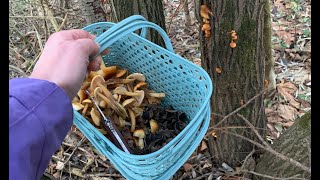 Winter mushroom picking in December. Cooking sauerkraut envelopes with mushrooms.