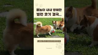 빌런이 되어버린 우리집 모범생 코기 #shorts