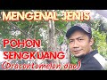 MENGENAL JENIS POHON SENGKUANG Dracontomelon dao DARI HUTAN ALAM TROPIS KALIMANTAN