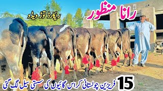 Rana Manzoor | Top Class Australian Friesian Cross Cows | Cholistani Croos Cows | 31 January 2025c