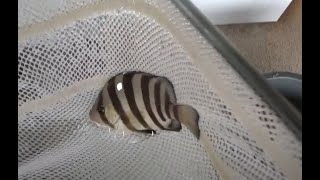 底物魚釣り参考映像。サビキ仕掛けにヒットした石鯛仔魚は5cm。水槽には網で捕まえた3センチ、今年釣った10cm、去年釣ったものは20cm、その前の年は30㎝、40㎝とサイズごとに飼育しています。