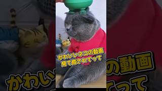 １分で癒やされるネコの動画5選#cat#cute#kitten#pets#猫#shorts