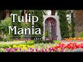 Stunning tulip display at Gardens by the Bay Singapore - Tulipmania 2023!