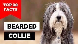 99% of Bearded Collie Owners Don't Know This