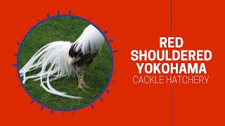 Red-shouldered Yokohama | Cackle Hatchery