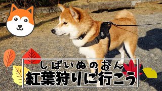 柴犬のおん　紅葉狩りに行こう