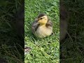 cute baby ducks 可愛い子ガモ shorts