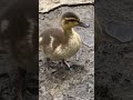 cute baby ducks 可愛い子ガモ shorts