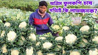 Cauliflower Cultivation/ফুলকপি চাষ/অগ্রিম ফুলকপি চাষ করে কিভাবে লাভবান হবেন?@SafolloKotha