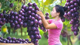 Harvesting Giant Wild Grape NAN NHO Go To Market Sell- Make Wild Grape Wine|Harvesting Farm Produce