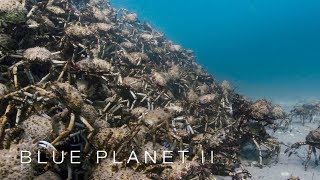 An army of spider crabs shed their shells - Blue Planet II: Episode 5 - BBC