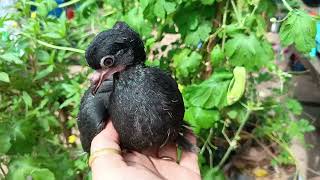 Beautiful baby born pigeon with black fur/animals eating show/animals life/ the real life of animals