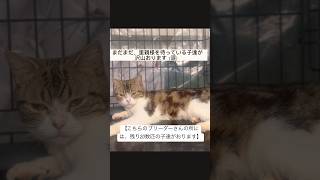 ブリーダーさん廃棄の為⇨行き場がない子です。⇨アゴネコにて受け入れ⇨里親募集中😸🆘【こちらのブリーダーさんの所には、残り20数匹の子達がおります】　#里親募集中子猫アゴはネコ #保護猫