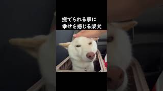 撫でられる事に世界一幸せそうな顔をする柴犬＃shorts