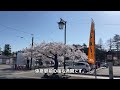 【新潟】大河津分水の桜並木と弥彦の桜を見に行ってきました