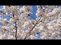 【新潟】大河津分水の桜並木と弥彦の桜を見に行ってきました