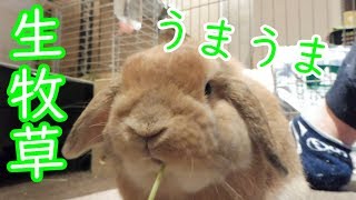 久しぶりの生牧草！食べる姿が可愛いね♪