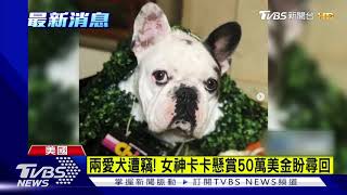 GAGA ２愛犬被搶 懸賞1400萬盼找回｜TVBS新聞