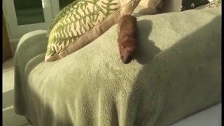 A Weasel in my House (iPhone 6 footage)