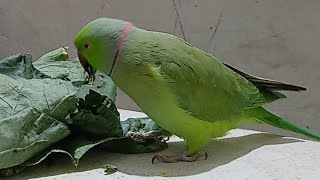 Ring Neck Parrot Live 🦜