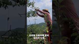 사과밭 조류피해 준비 마지막 단계 #shorts