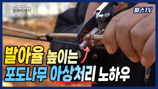 포도나무 발아율 높이는 아상처리 노하우 공개!! l 켐벨얼리,샤인머스켓 아상처리 l 피스TV