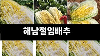 해남절임배추   추천   BEST 3  올해 인기상품  3ㅣ추천템ㅣ생활 꿀템ㅣ