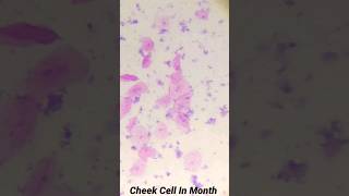 Cheek Cell Under microscope 🔬#shorts #microscope #cheekcell