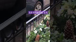 놀라운 천조국의 솔방울 크기